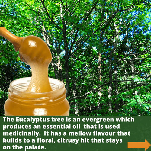 Raw Organic Honey - Creamed Eucalyptus 960g